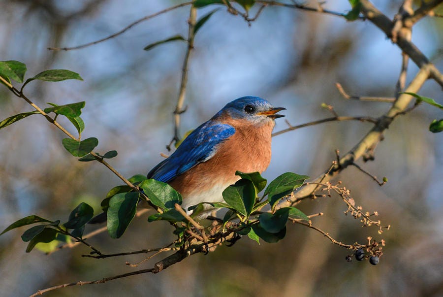 Eastern Bluebird Singing 122520150889 Photograph by WildBird Photographs