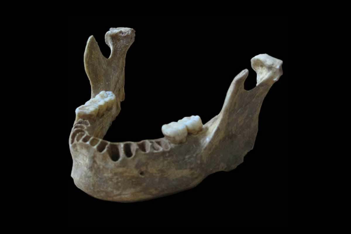 Laboratory photograph of human jawbone from Oase, Romania with black background Laboratory photograph of human jawbone from Oase, Romania with black background