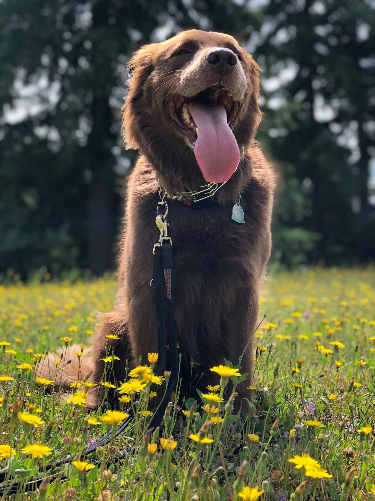 A big brown dog sits in the middle of a patch of dandelions, tongue out and smiling