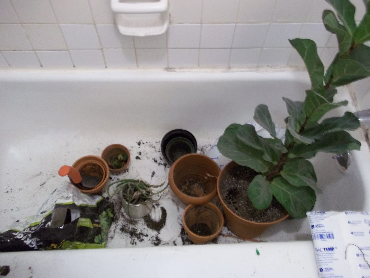 A photograph of a white enamel bathtub, in which sits a large fig plant, a funny shaped aloe plant, and several empty pots. A trowel rests in a planter. Dirt is scattered across the floor of the tub.