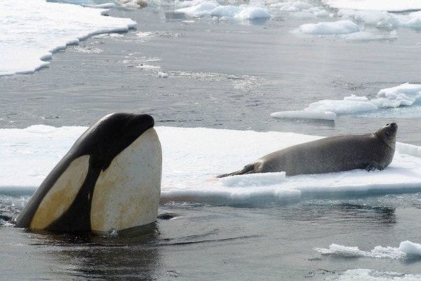 How do killer whales catch seals on land or ice? - Quora