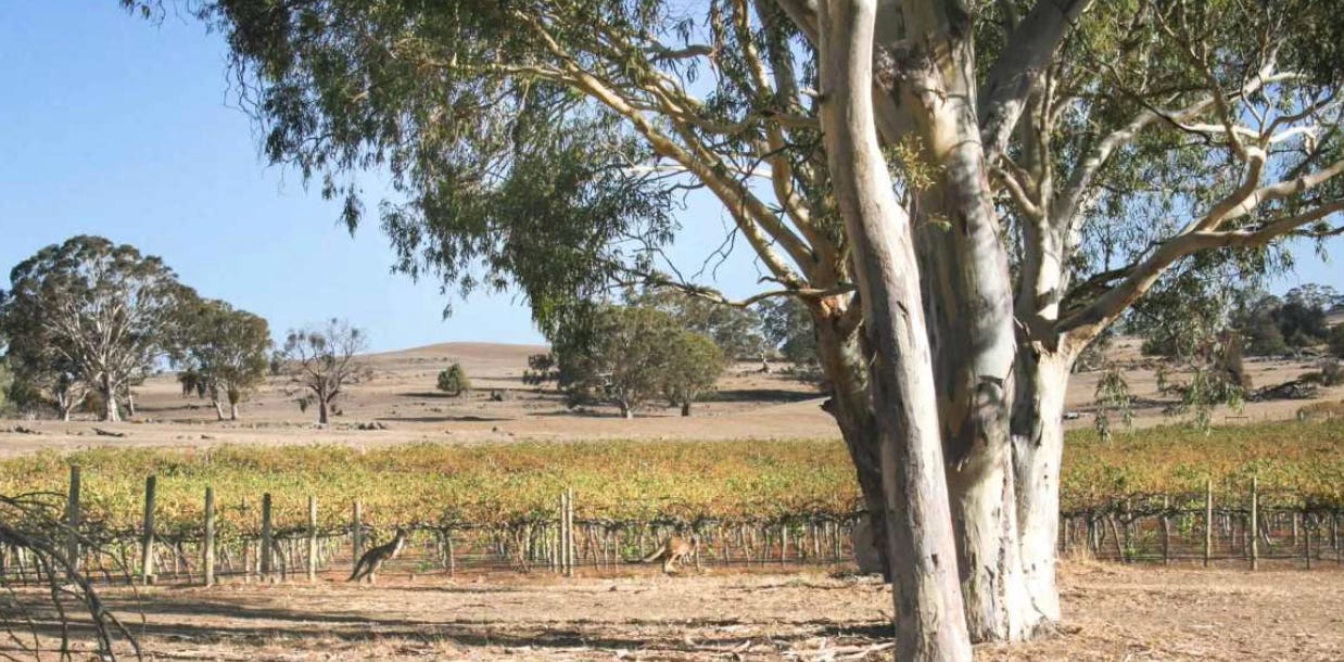 kangaroos in front of Barossa Valley vineyards