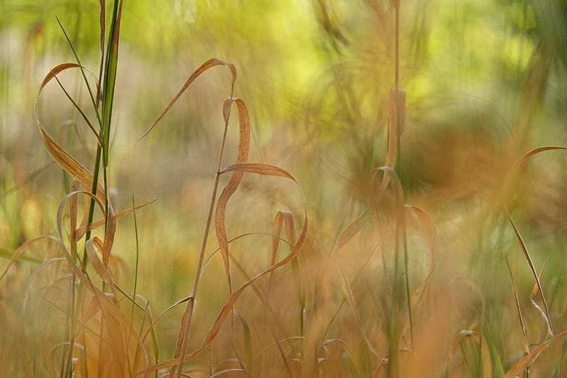 Elegantly lines and curves of russet grass stems