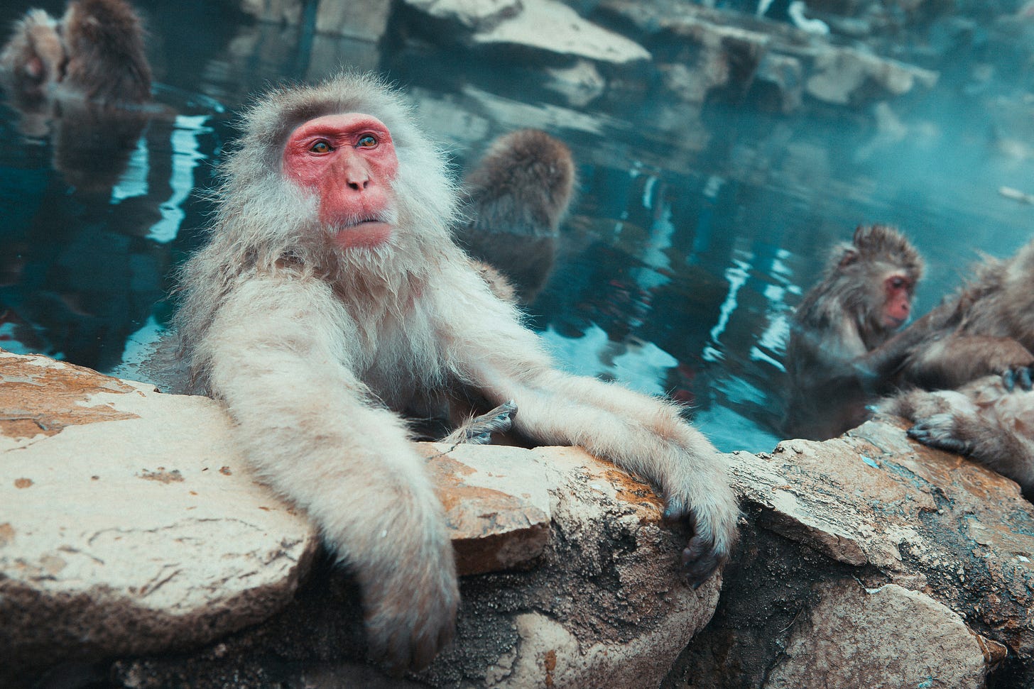 red faced Japanese snow monkey resting at the edge of hot springs