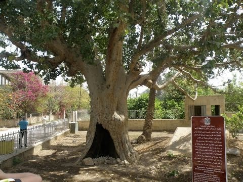 The Sycamore Tree of Zacchaeus in Jericho - Watch the video to see ...