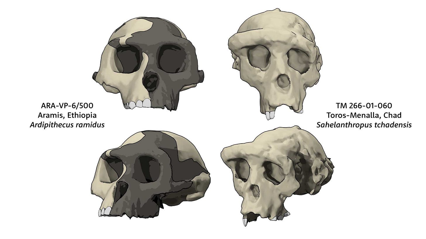 Two skulls in two views; ARA-VP-6/500 on left and TM 266-01-060 on right Two skulls in two views; ARA-VP-6/500 on left and TM 266-01-060 on right