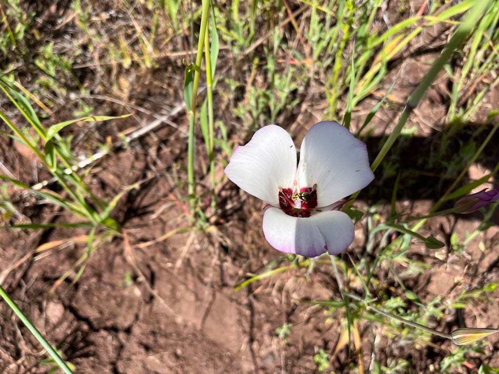 A white flower with a purple center

Description automatically generated with low confidence