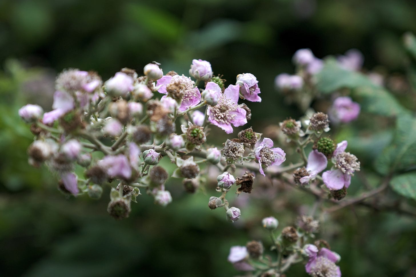 A flowering bramble, blackberry branch in hedgerow