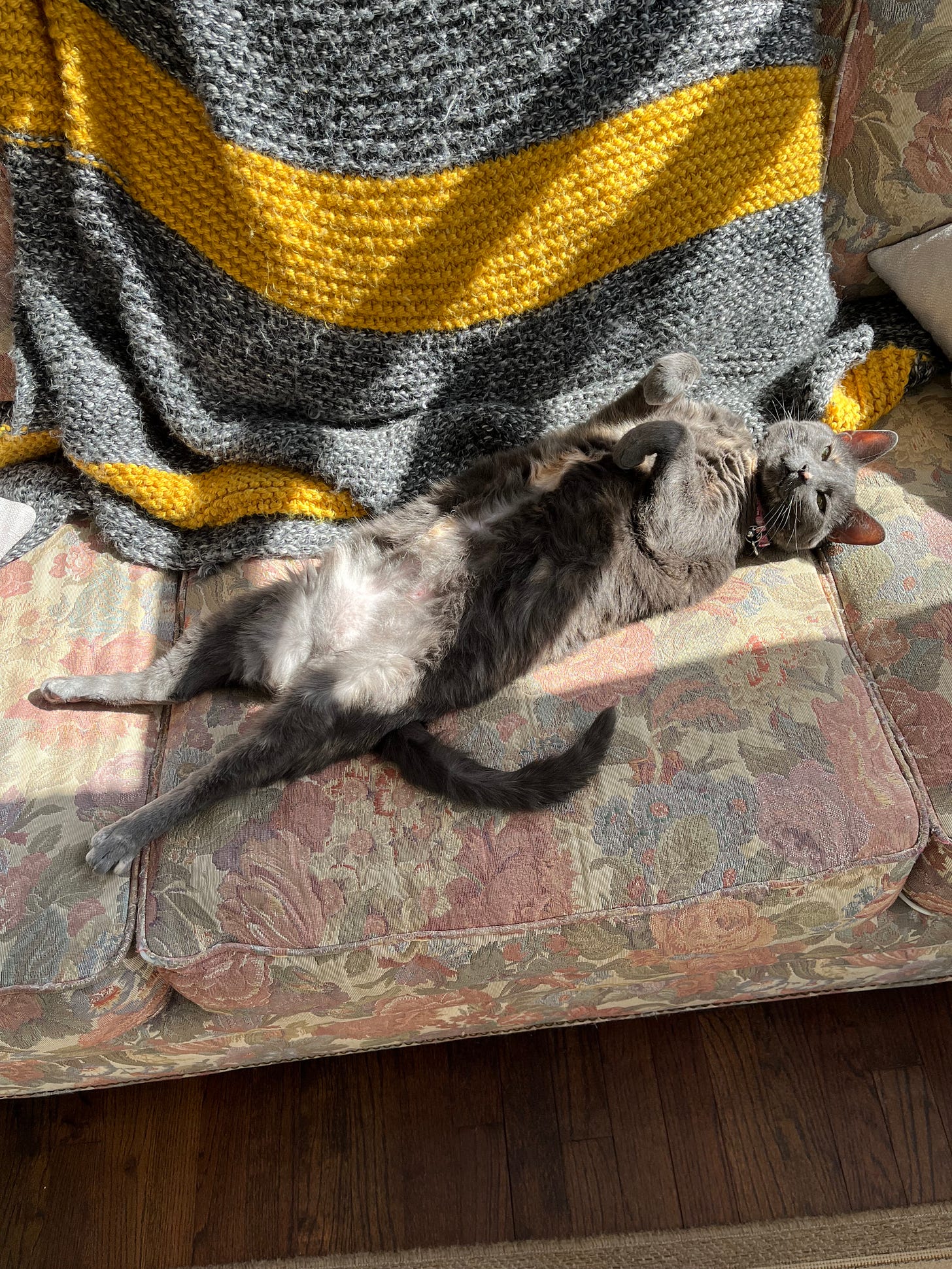 A large gray cat stretched out, showing her stomach, in a patch of sunlight.