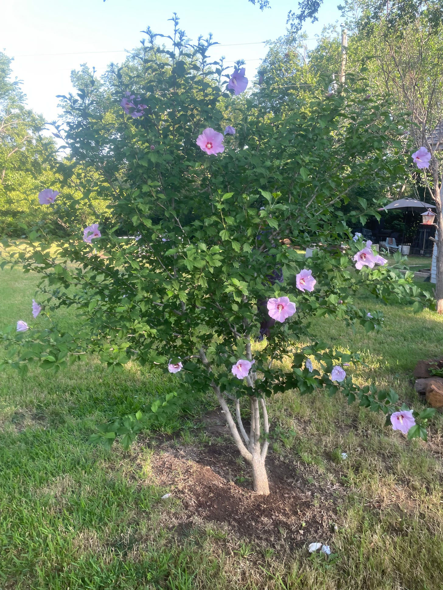 Tree with pink flowers.