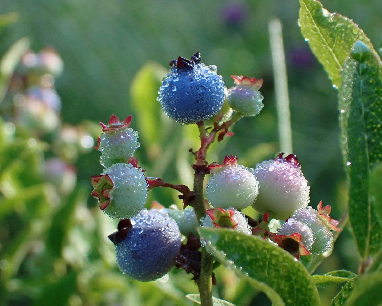 A cluster of ripening wild blueberries in various color stages, glittering in morning dew.