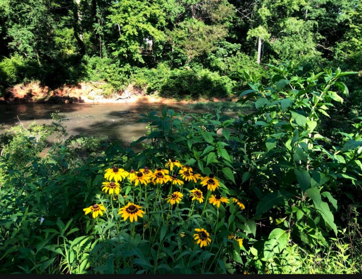 Black-eyed susans in front of the Eno river