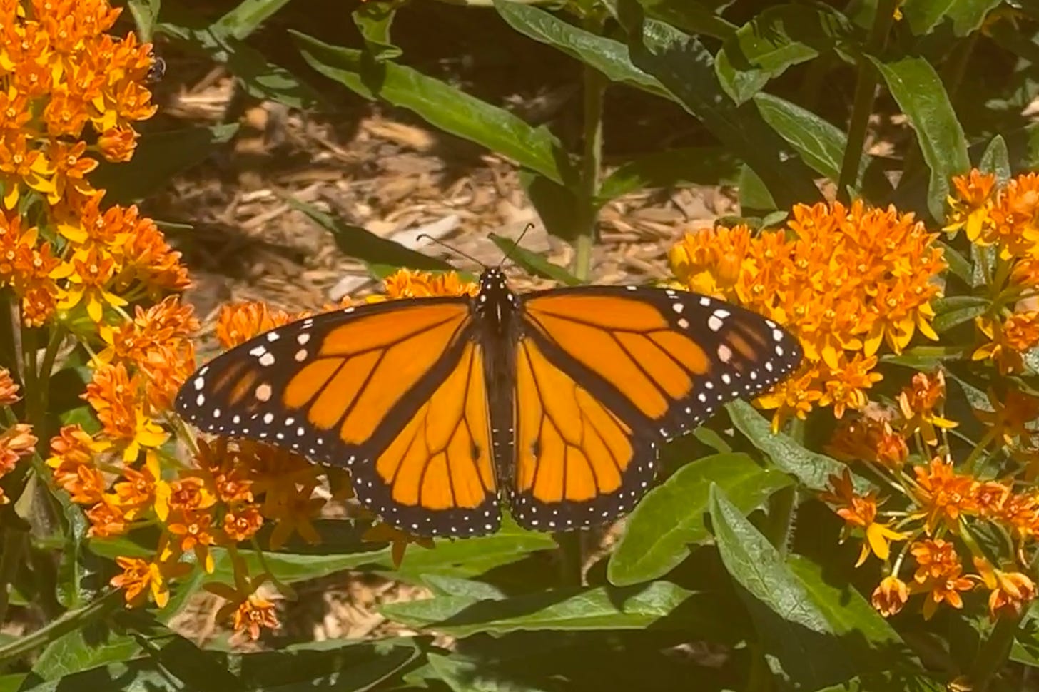 Monarch butterfly on the milkweed in my garden 