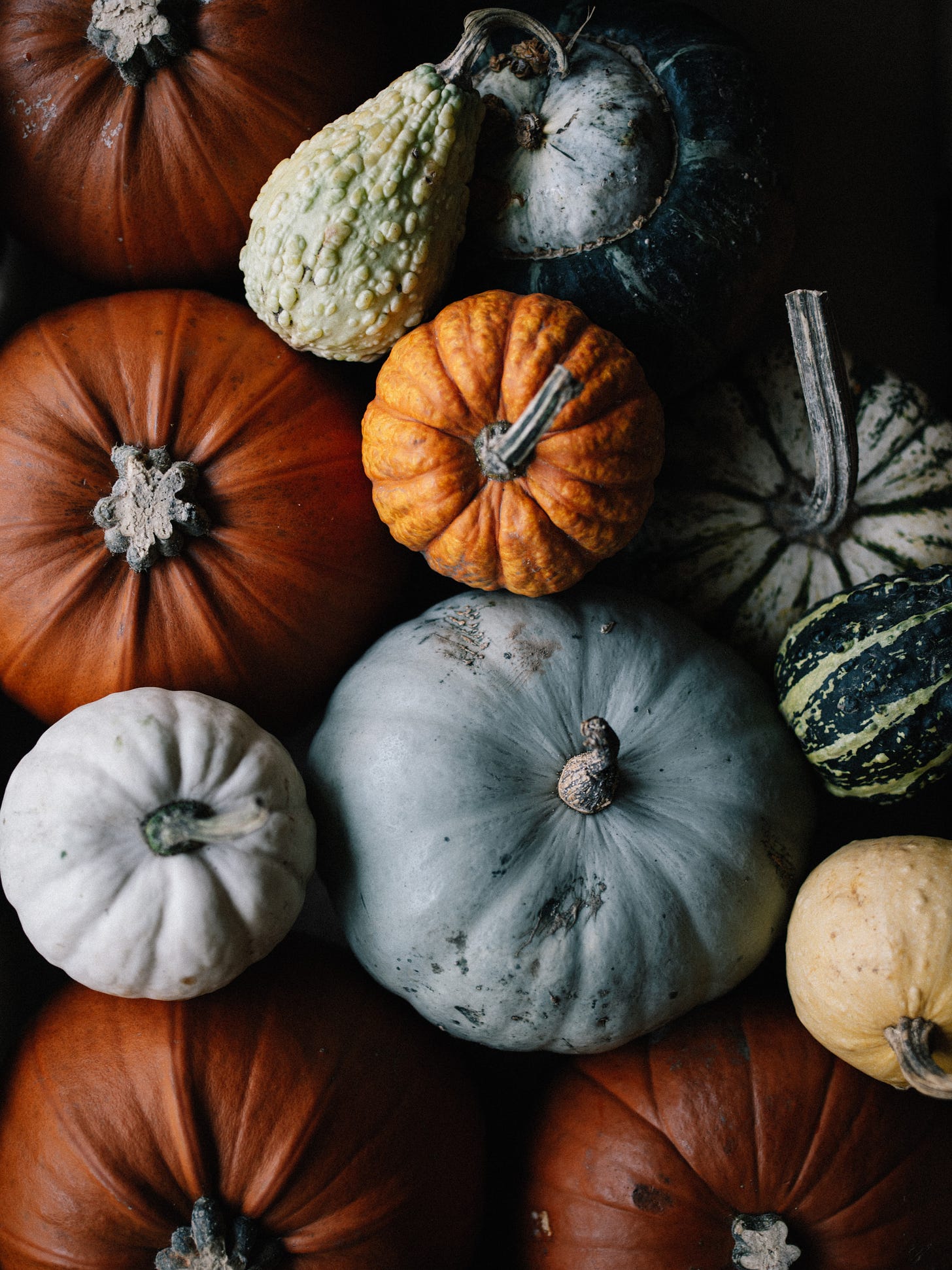 Pumpkins, gourds and winter squash varieties