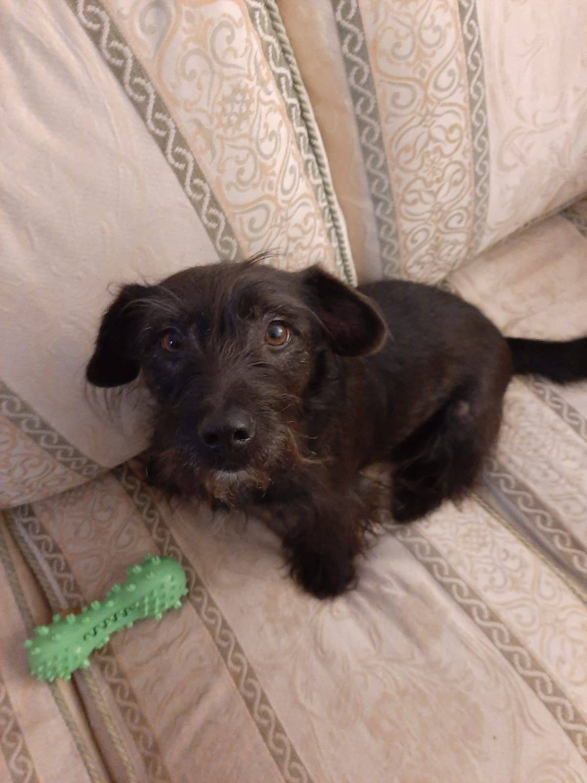 Winnie, a black small-sized dog with a vaguely Schnauzer vibe, looks at the camera with cute eyes. She is sitting on a sofa, with a green chewing toy in front of her.