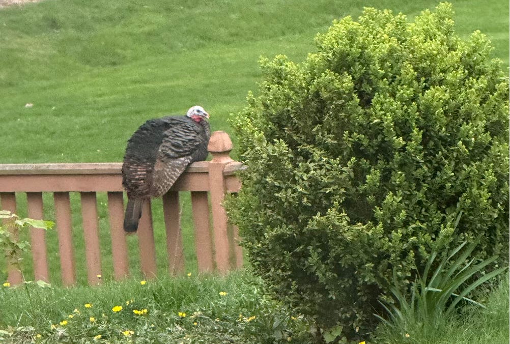 A wild turkey sitting low on a fence so that its body overflows on either side of it. They look very chill and content.