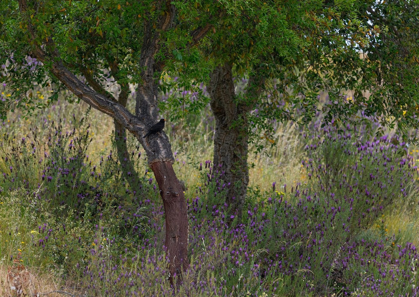 A recently harvested cork tree sits surrounded by a field of purple lavender blossoms.