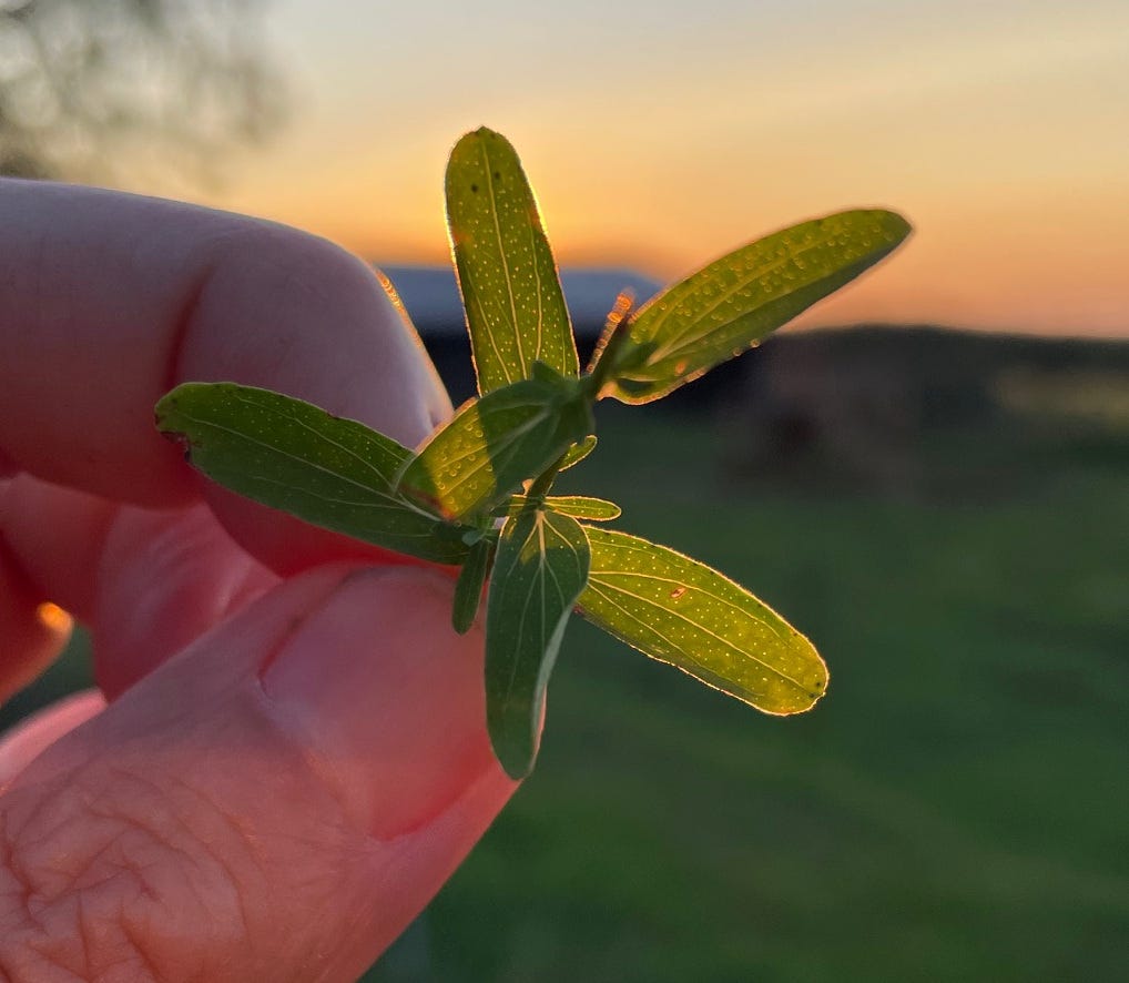 Tiny translucent dots on the leaves of Hypericum perforatum