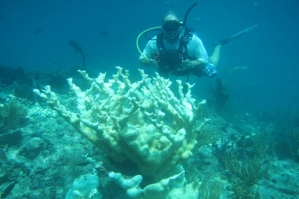FAU | Thirty Years of Unique Data Reveal What's Really Killing Coral Reefs