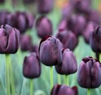 Tulip Single Late Queen of the Night | 10 Bulbs Per Pack