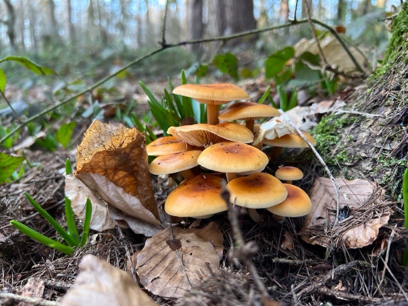  Bluebells (Hyacinthoides non-scripta) shoots sharing the space with a fungus (possibly Velvet Shank (Flammulina velutipes) — I am not good at identifying fungi