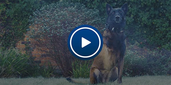 Retired Police Dog Baloo