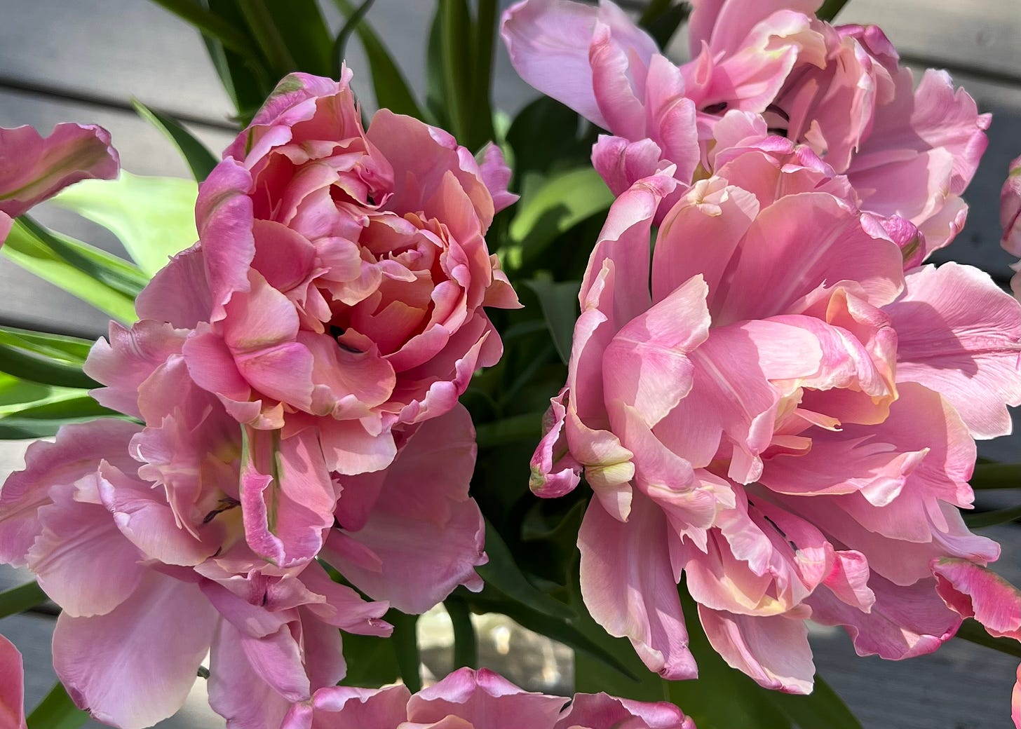 closeup of pink star tulips, double-flowered and looking like peonies, with ruffled pink-cream-peach petals