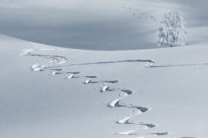 Tracks in snow. Pixabay