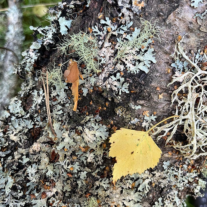 Solo leaves arrange themselves seductively over lichened bark on fallen trees