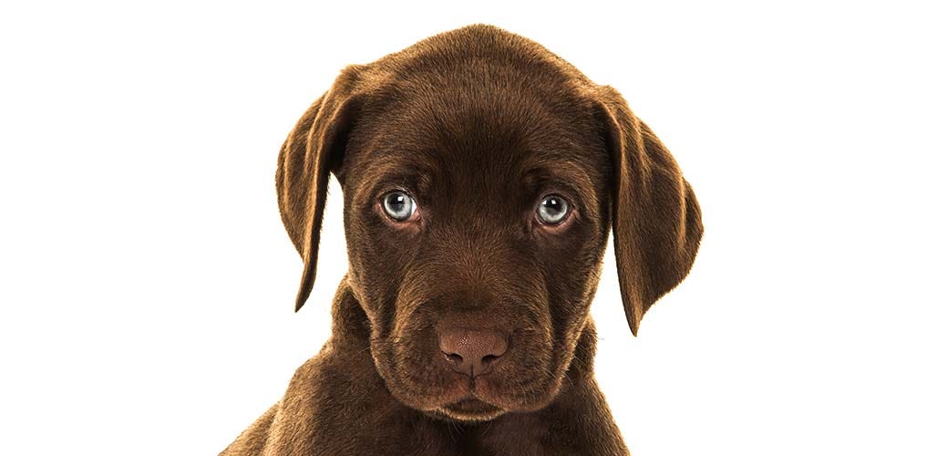Chocolate Lab With Blue Eyes - Are They For Real?
