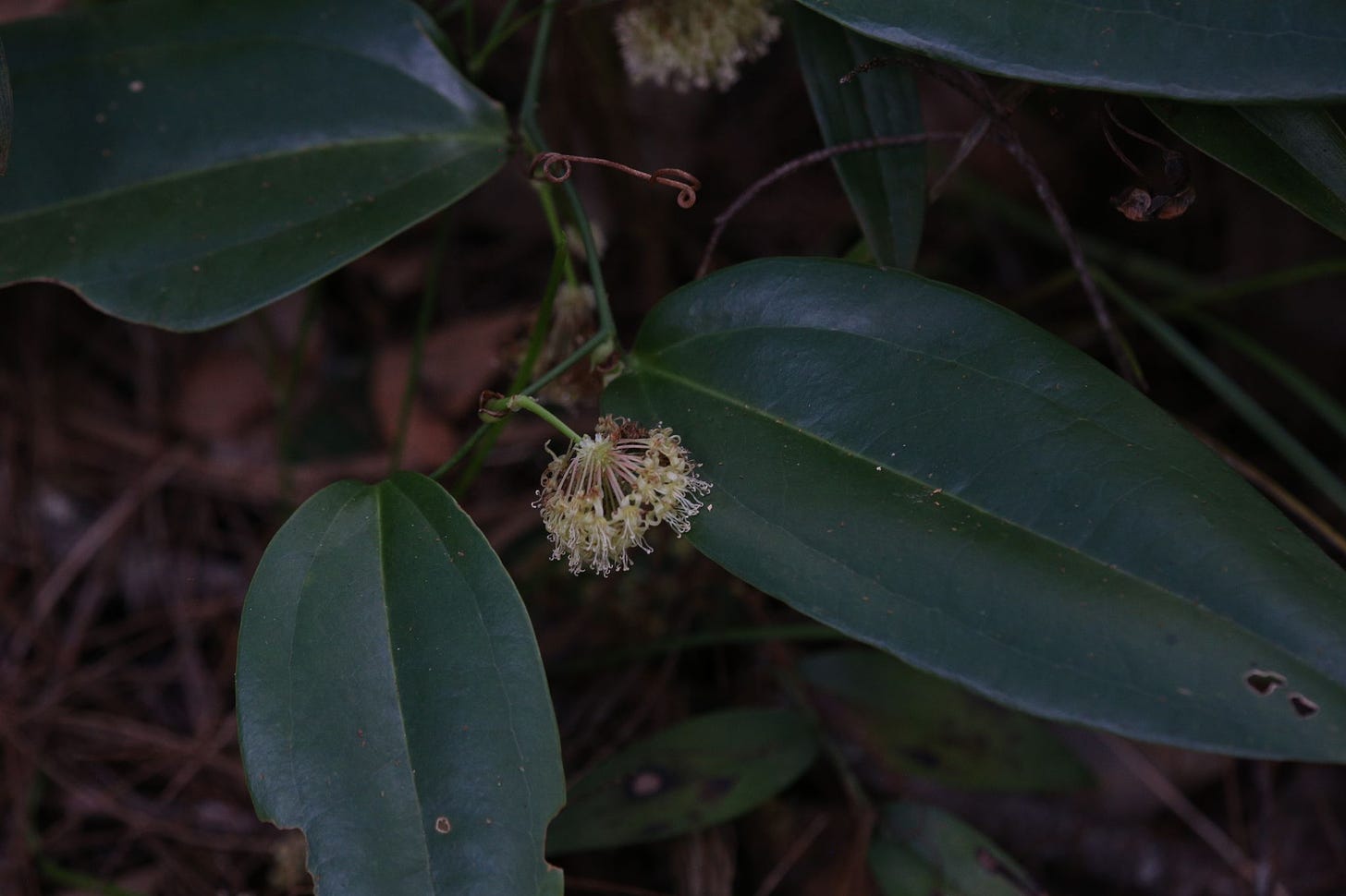 Smilax calophylla [leaves - ATLAS - H. Innes, 2022].jpeg