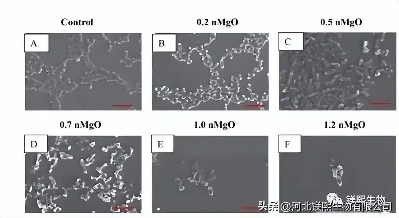Preparation and Analysis of Nano Magnesium Oxide