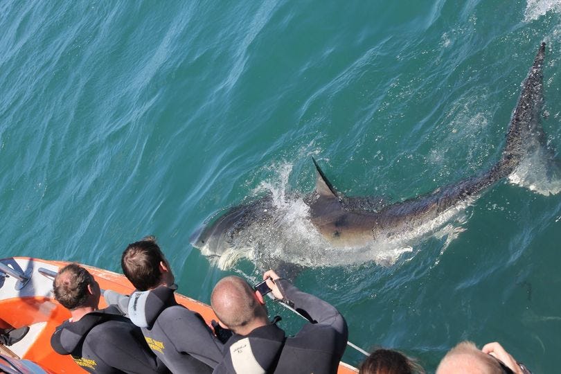 May be an image of 5 people, grey whale and whale shark