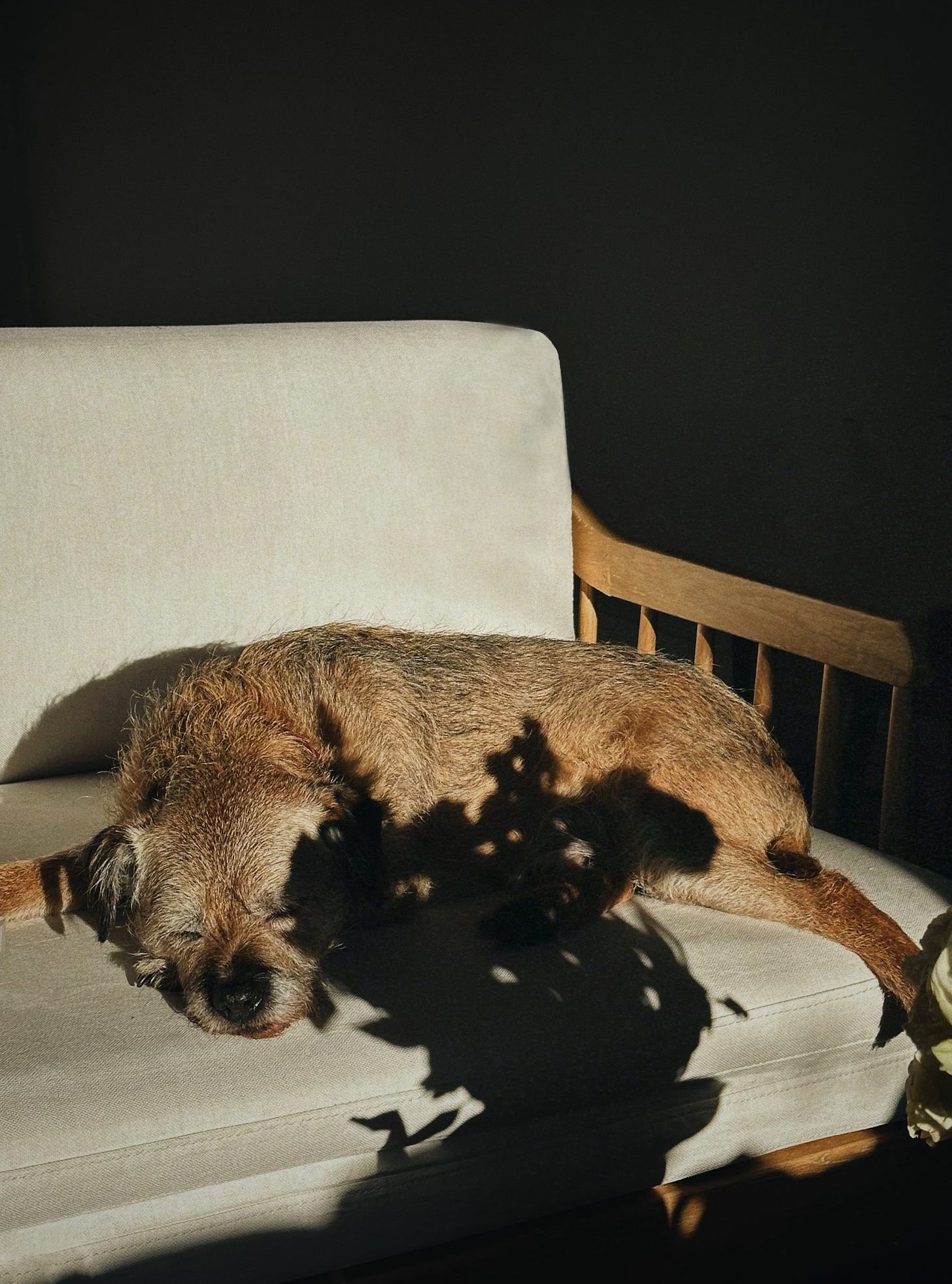 my dog Monty, a border terrier, lying on a white sofa in a patch of sun. Some flowers off-camera cast a shadow over the scene.