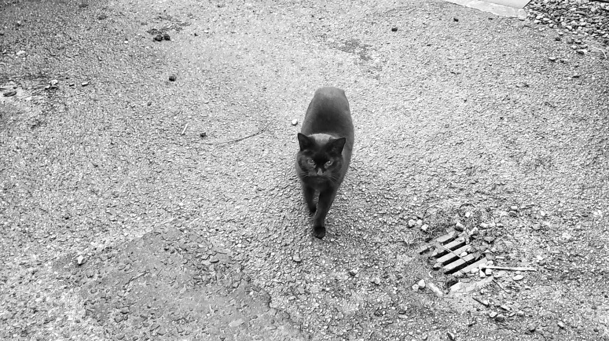 A black cat walks towards the camera across a driveway