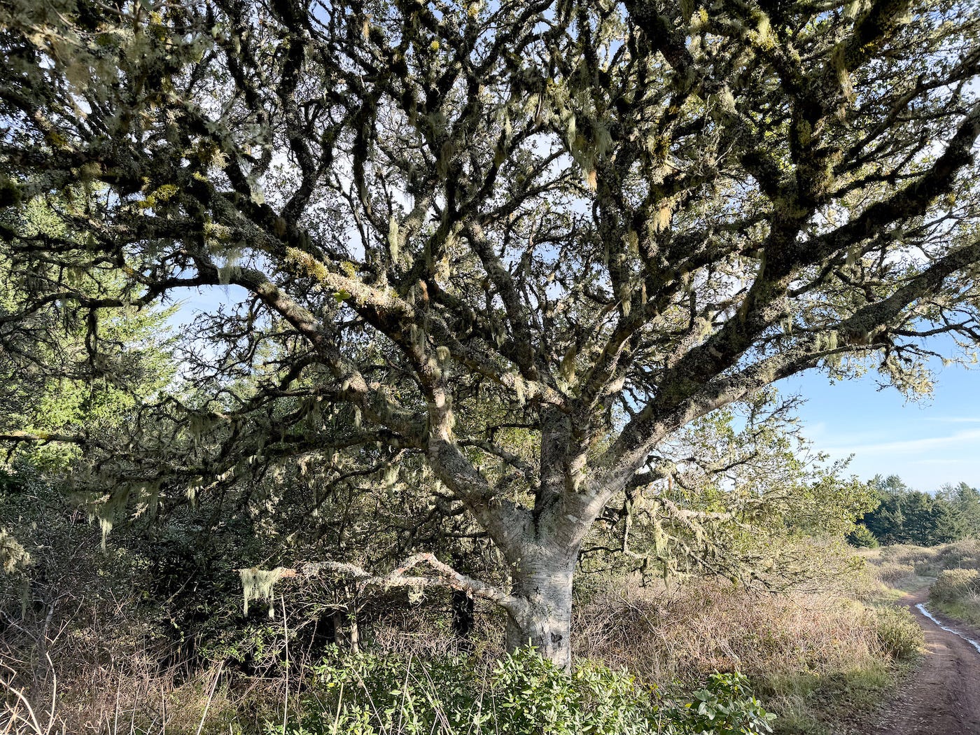 Oak tree on a trail