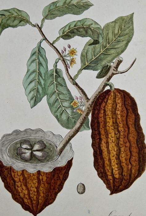 490 Botanical Art ideas | botanical art, botanical, botanical prints