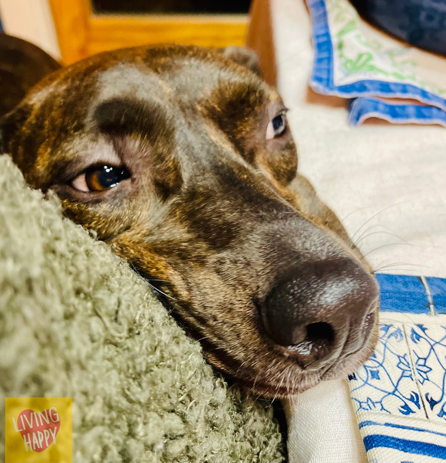 Dog with face smooshed against table