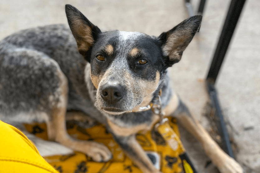 Scout the blue heeler rests on a yellow mat beneath a brewery table