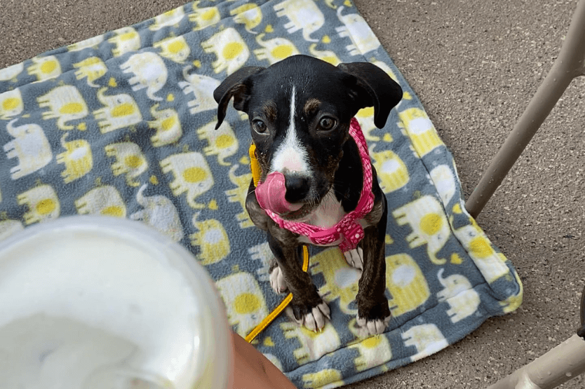 A small black and white puppy sits on a yellow and grey blanket on a coffee shop patio, licking her lips as she looks at the coffee drink held in the foreground