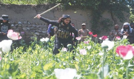 Éradication d'un champ de pavot en Afghanistan