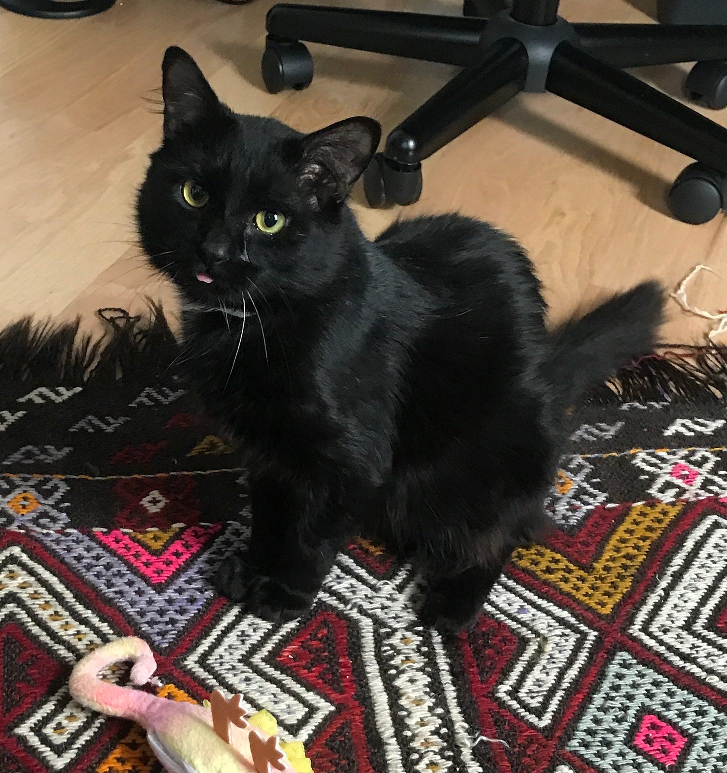 A black cat sits on a patterned rug. The cat's little tongue is sticking out and the cat has green eyes.