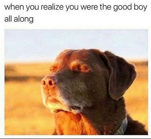 Dog Memes: 38 Memes Every Owner and Lover Will Relate To