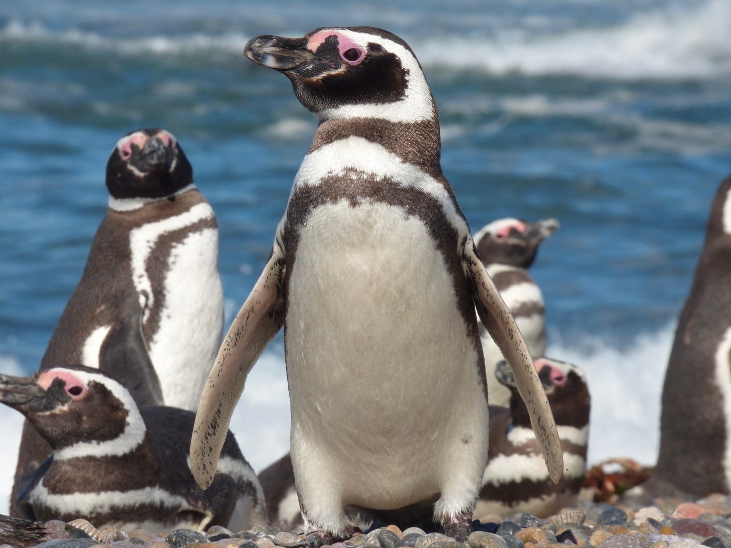 Magellanic penguins in rapid decline