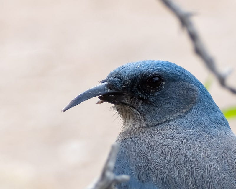 20240422-HuachucaMtns-49-Edit.jpg