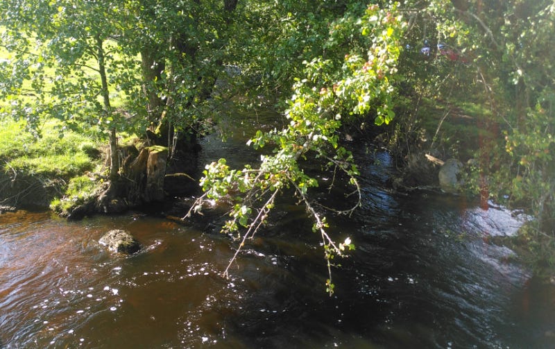 Photograph of a forest stream in Sweden Photograph of a forest stream in Sweden