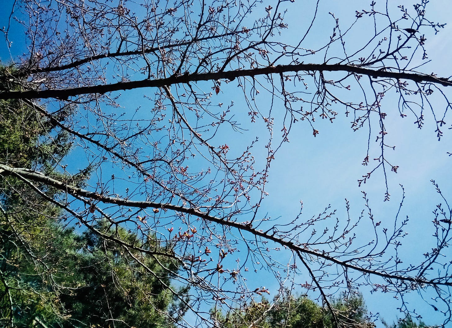 Branches of cherry tree against blue sky