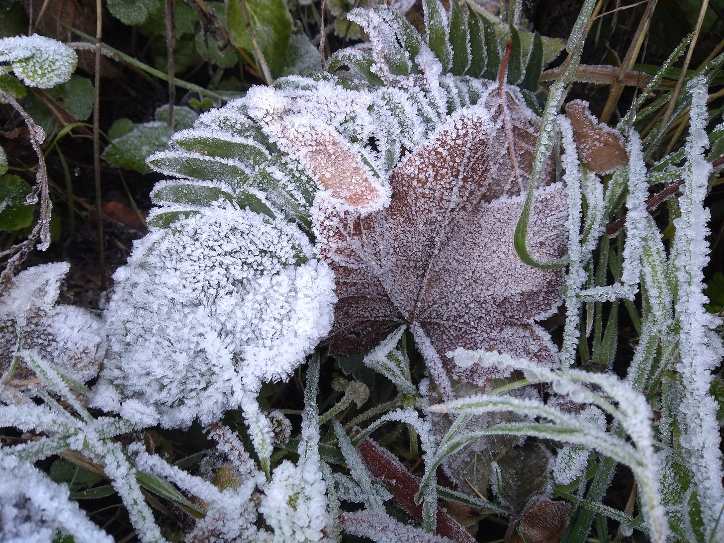 Frost growing on fallen leaves