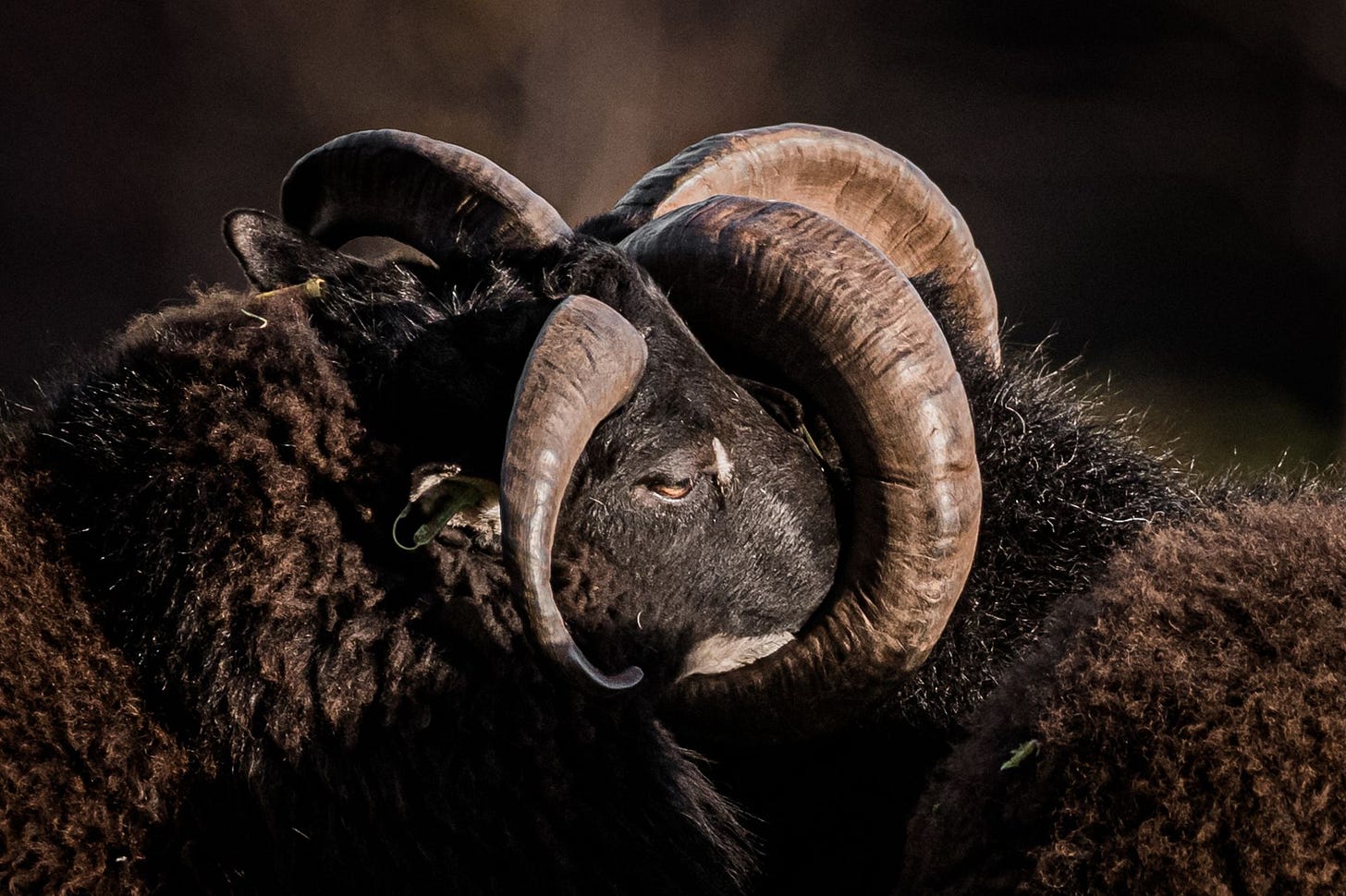 A Ram's Hug