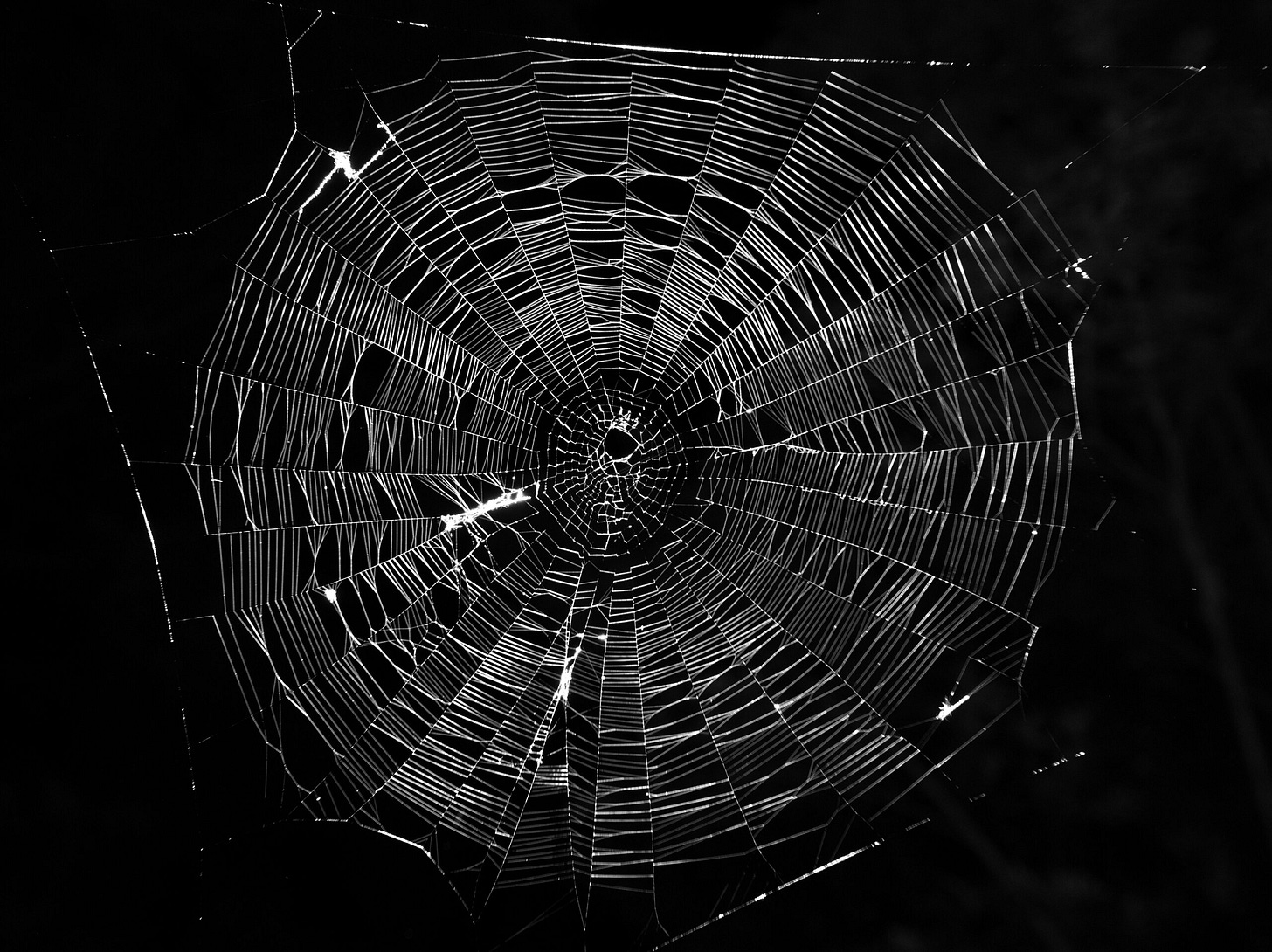 A typical orb web constructed by an Araneus (family Araneidae) spider